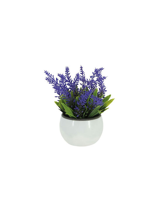 Lavendel in Topfpflanze Weiß 17cm