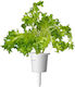 Click & Grow Smart Refill Oakleaf Lettuce 3pcs