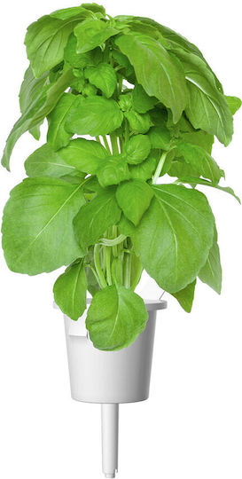 Click & Grow Smart Garden Refill Marseille Basil 3 pcs