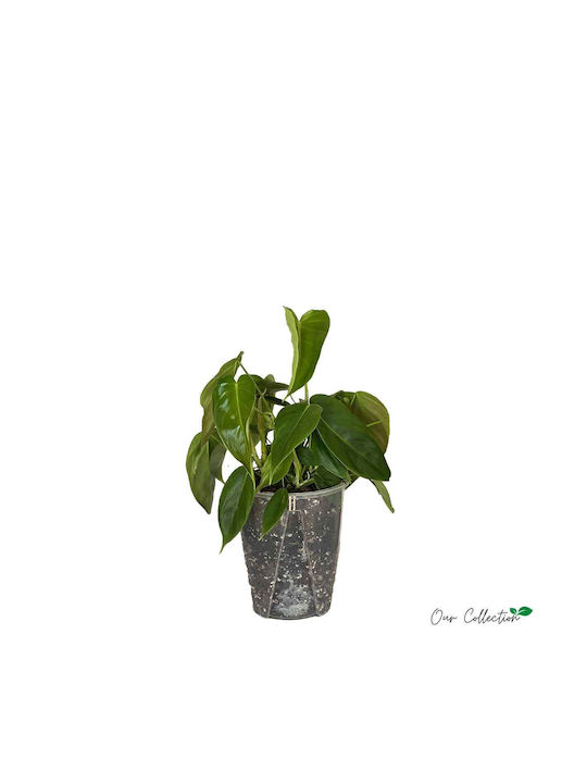 Philodendron Esmeraldense 16cm