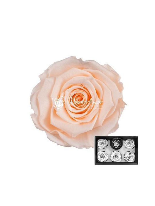 Ewige Rose 6Stück Fankon Flowers
