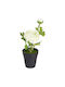 BigBuy Artificial Plant in Small Pot Black 29cm