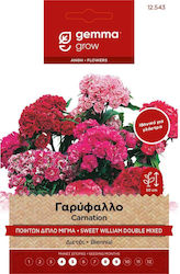 Gemma Seeds Clove Poets