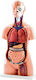 Human Torso Model 126108