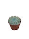 Echeveria 'gilo X Raindrops' 10.5m