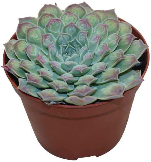 Echeveria 'Gilo x Raindrops' 10.5cm