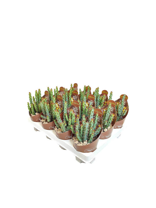 Euphorbia Aeruginosa 6.5cm