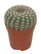 Notocactus Uebelmannianus 5,5 cm