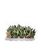 Sansevieria 'Golden Hahnii Black' 6 cm