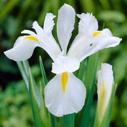 Iris Hollandica White