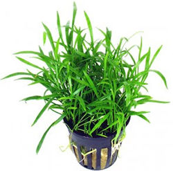 Stoffels Lilaeopsis Live Aquarium Plant Lilaeopsis Novae-Ζelandiae