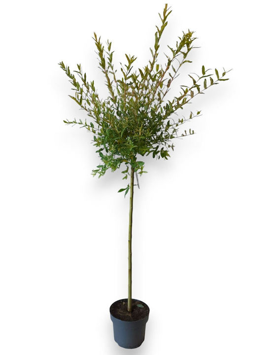 Salix Integra Hakuro Nishiki XXL