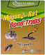 Mouse Trap Glue Trap 20x25x1cm KLN-626077