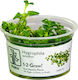 Tropica Hygrophila Serpyllum 1-2 Grow