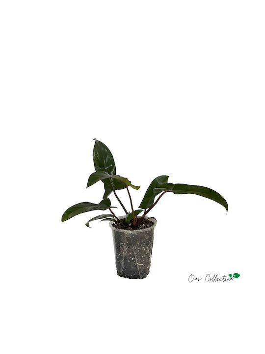 Philodendron 'florida Bronze' 16cm