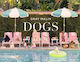 Malin Dogs Photographs 1121