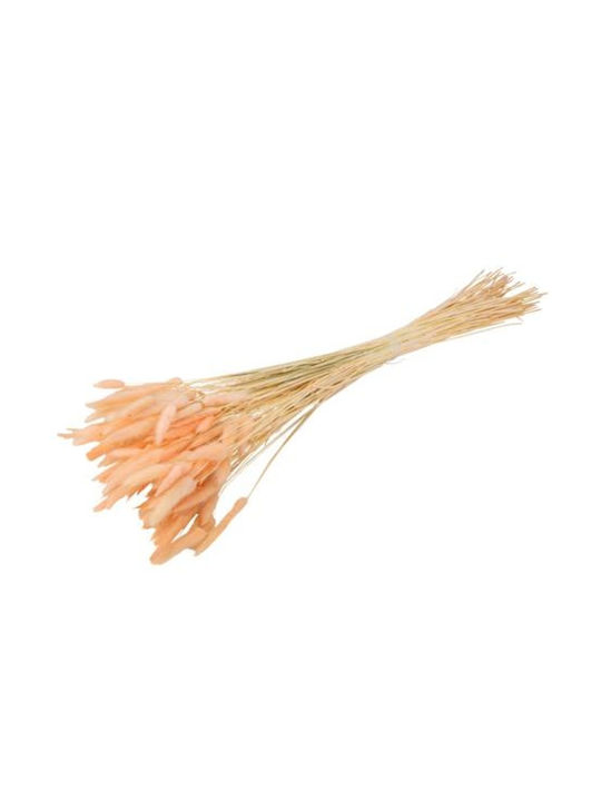 Γατακια Lagurus Ροζ 75cm 50τμχ Beauty Home