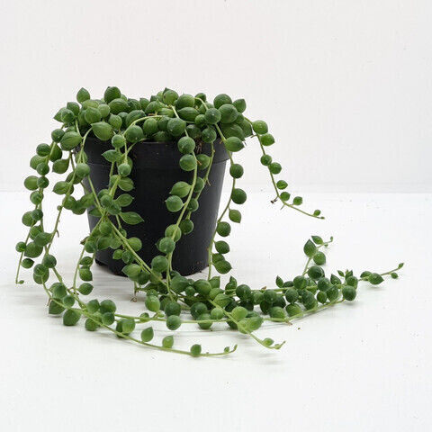 Senecio Rowleyanus