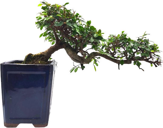 Authentic Bonsai Zelkova Parvifolia Cascade