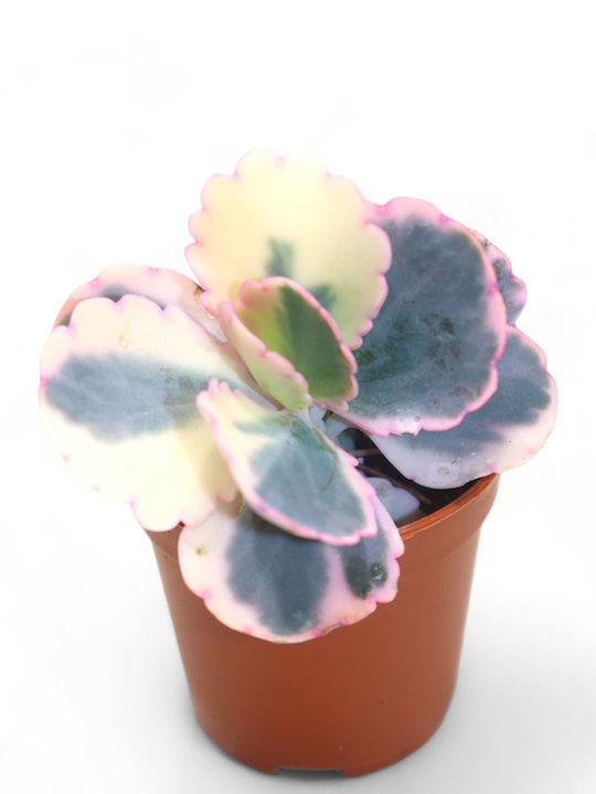 Kalanchoe Fedtschenkoi Variegata