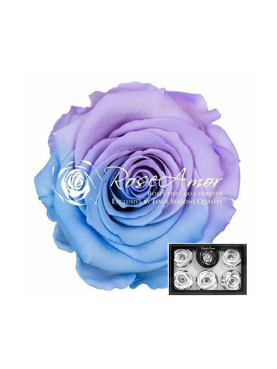 Konservierte Rosen XL Bic 25 6 Stk