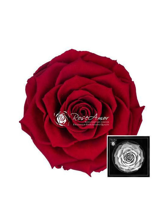 Αποχυμωμένα Τριαντάφυλλα Bonita Red 01