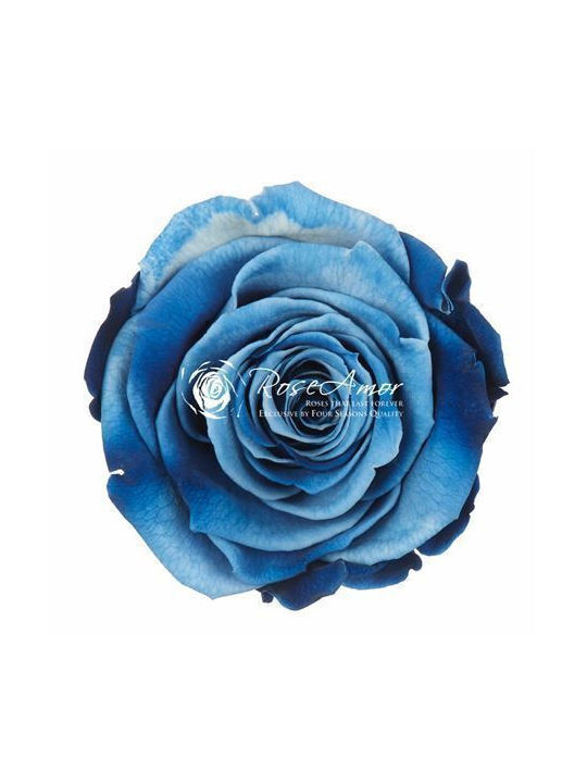 Αποχυμωμένα Τριαντάφυλλα Lplus Blue 05 6τμχ