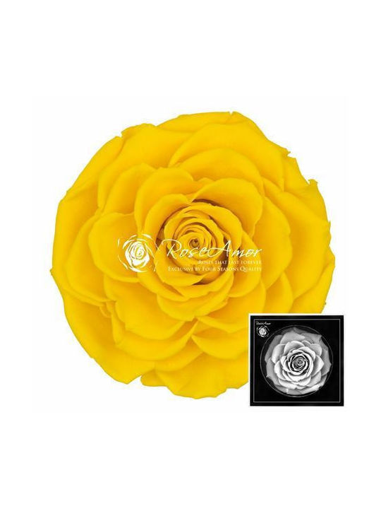 Αποχυμωμένα Τριαντάφυλλα Bonita Yellow 02