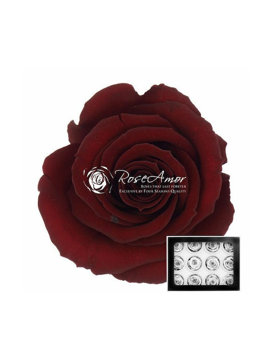 Preserved Roses Warmi Choco 01 12pcs