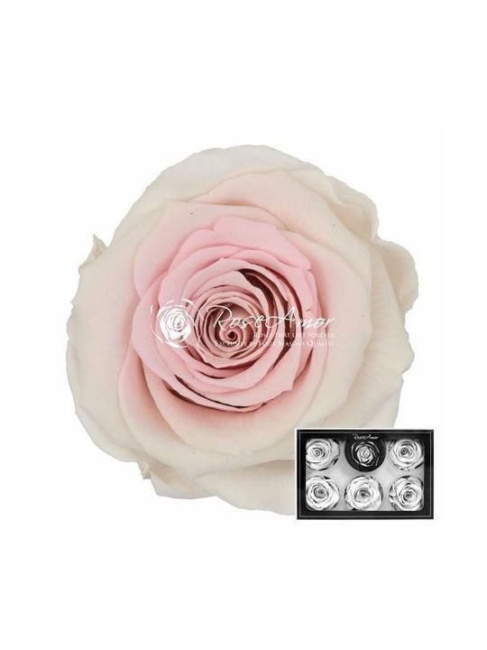 Konservierte Rosen XL Bic 23 6 Stk