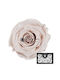 Konservierte Rosen XL Rosa 79 6 Stk