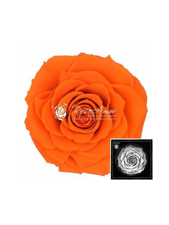Αποχυμωμένα Τριαντάφυλλα Bonita Orange 02
