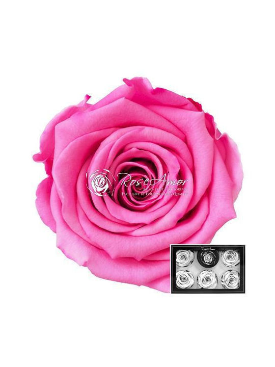 Konservierte Rosen XL Bic 08 6 Stk