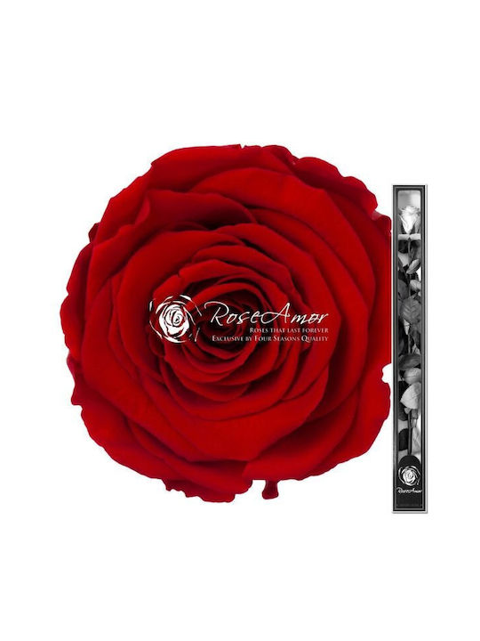 Αποχυμωμένα Τριαντάφυλλα 60cm Stem Red 02