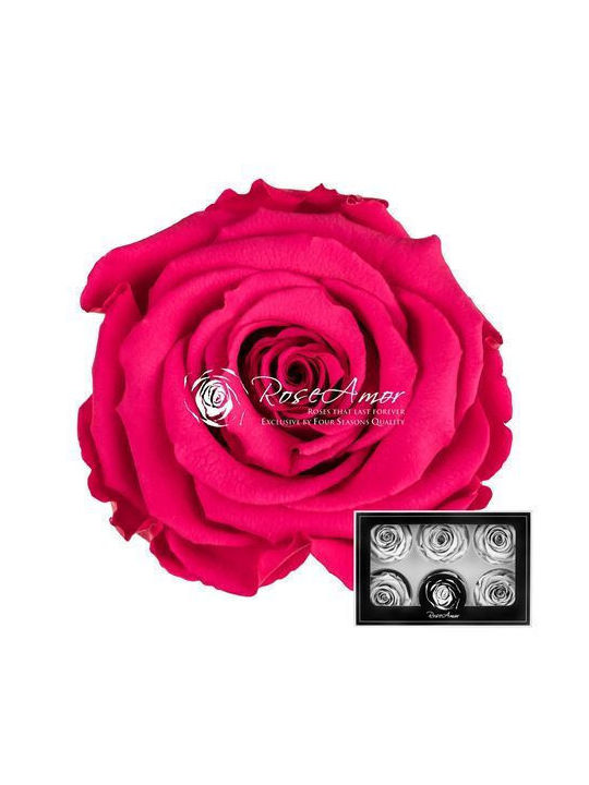 Αποχυμωμένα Τριαντάφυλλα Lplus Pink 03 6τμχ