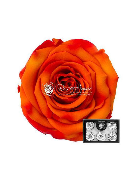 Konservierte Rosen XL Bic 03 6 Stk