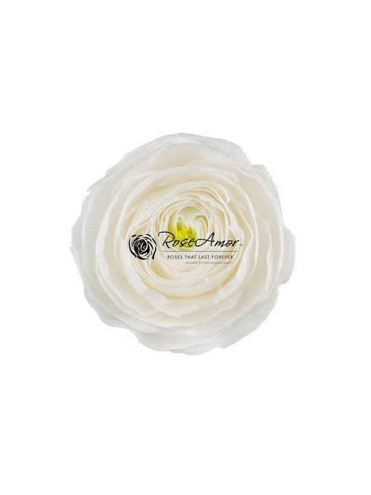 Preserved Flowers Ranunculus White 01 9pcs