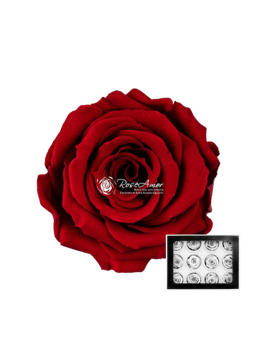 Preserved Roses Warmi Red 01 12pcs