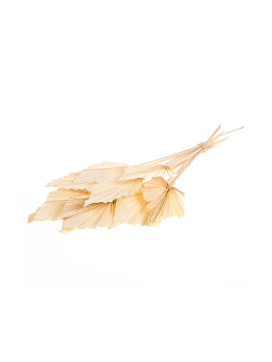 Dried Palmspear Leaves 10pc Bleached White