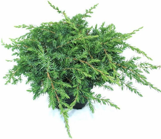 Γιουνίπερο Juniperus Conferta Schlager