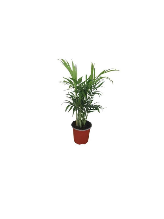 Χαμαιδώρεα – Chamaedorea Elegans