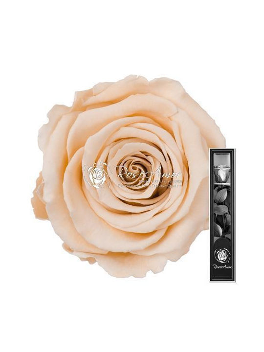 Preserved Roses 30cm Stem Champagne 01