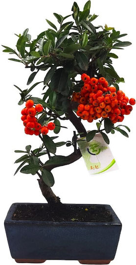 Bonsai Pyracantha Angustifolia