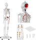 Anatomisches Modell Menschliches Skelett 180 cm + Anatomisches Poster