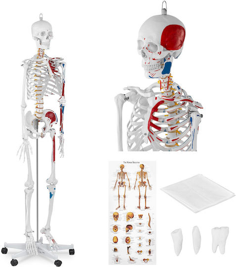Anatomisches Modell Menschliches Skelett 180 cm + Anatomisches Poster