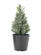 Christmas Decorative Snowy Plastic Tree 19cm Green