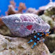 Aquariumfisch