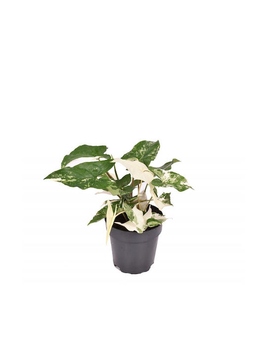 Syngonium Albo Variegata Syngonium Albo Variegata