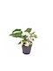 Syngonium Albo Variegata