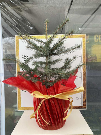 Син смърч Picea Pungens Glauca
